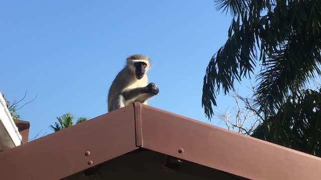 Cheeky Monkey Makes off With Muffin