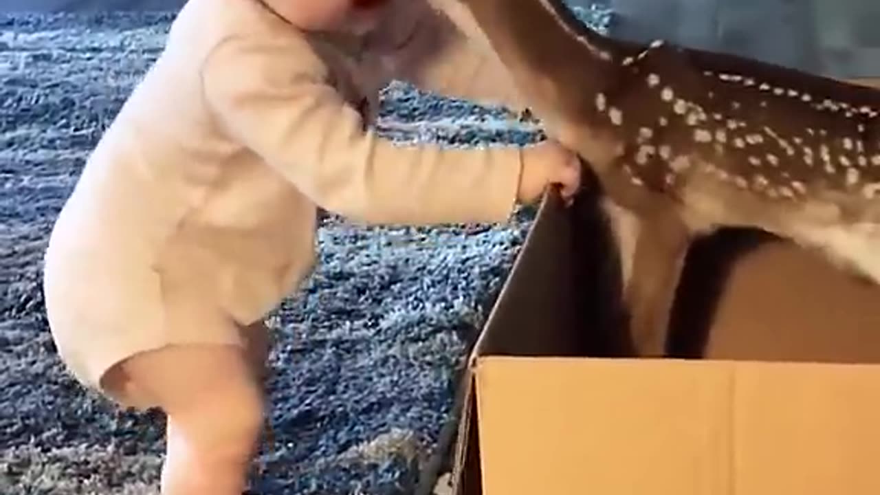 The baby and the deer