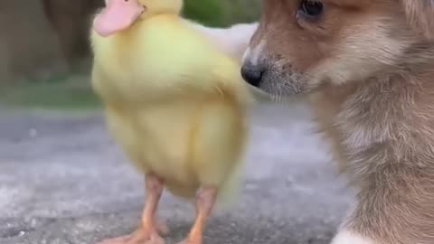 Friendship puppy & duckling