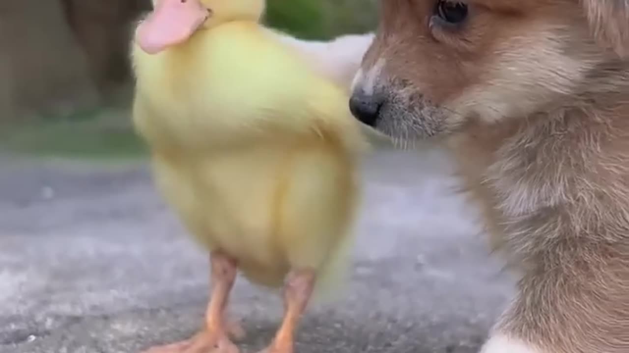 Friendship puppy & duckling