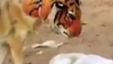 Funny video