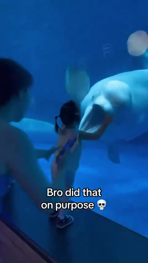 Porpoise Scares Little Girl