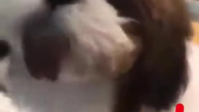 funny dogs videos like baby dog