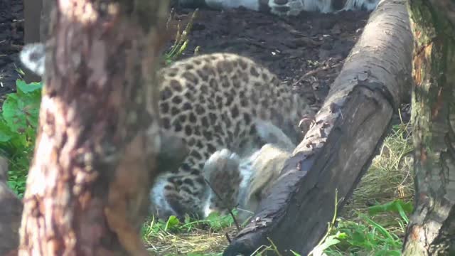 Extraños cachorros de leopardos del amur fascinan a espectadores de un zoo