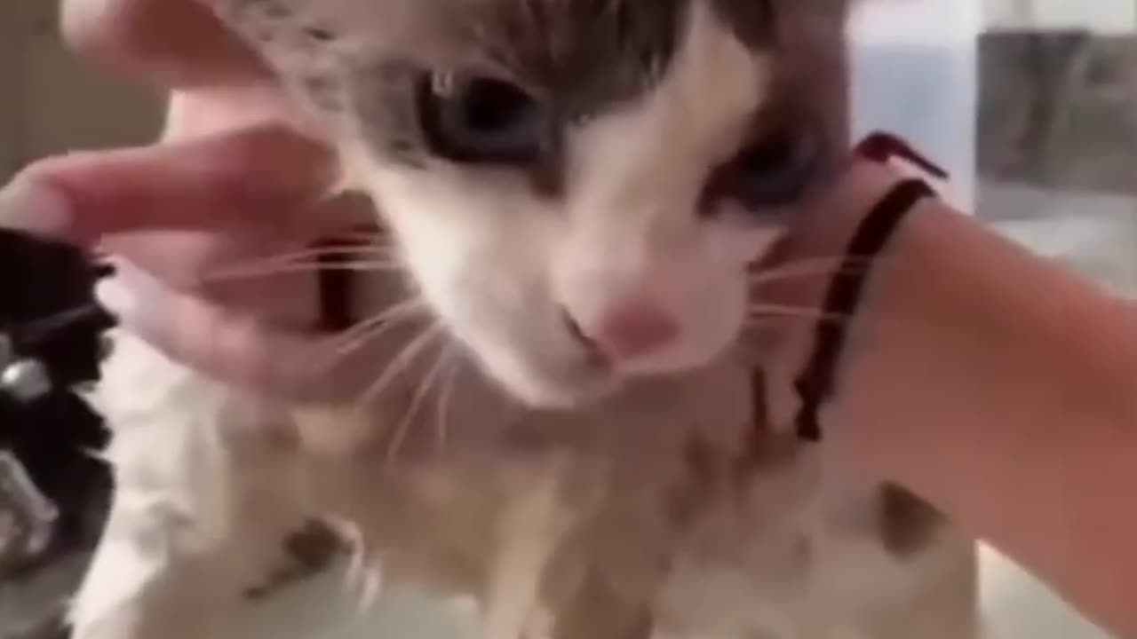 Watch These Disgruntled Cats Get the Most Unusual Beauty Treatment!