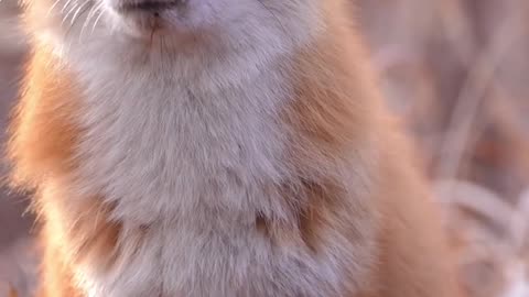 Fox 🦊 is in relax mood