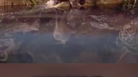 Bushman Uses Baboon to Discover Secret Water Source! (watch till the end) Wisdom in the Desert