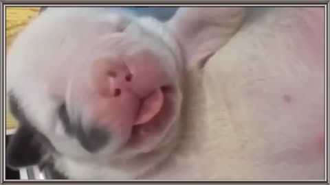 Newborn Baby Dog Beautiful 😱😍😍😍