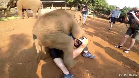 Funny Videos with animal