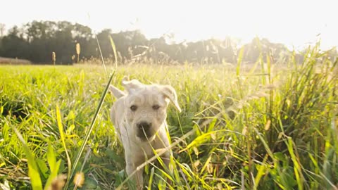 Puppy Running After The Camera#Short video