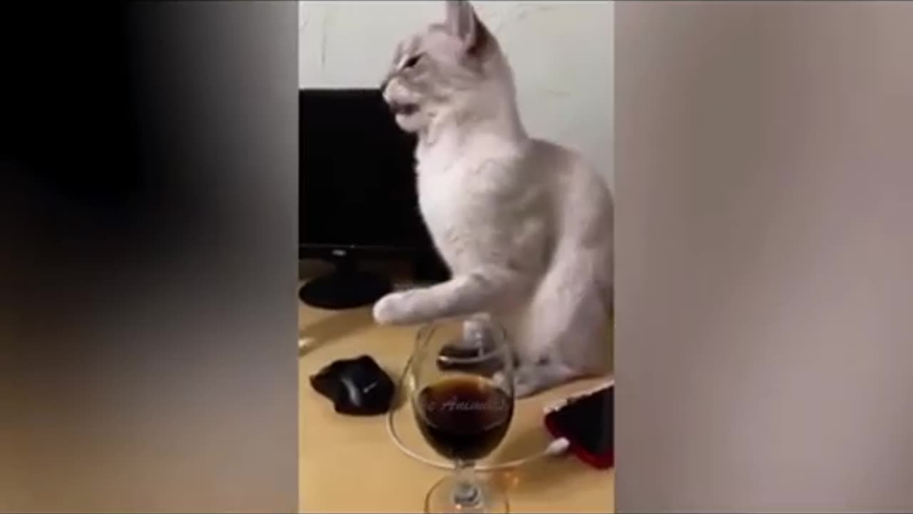 Funny animal