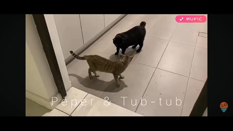 Cute kittens playing 😍😍