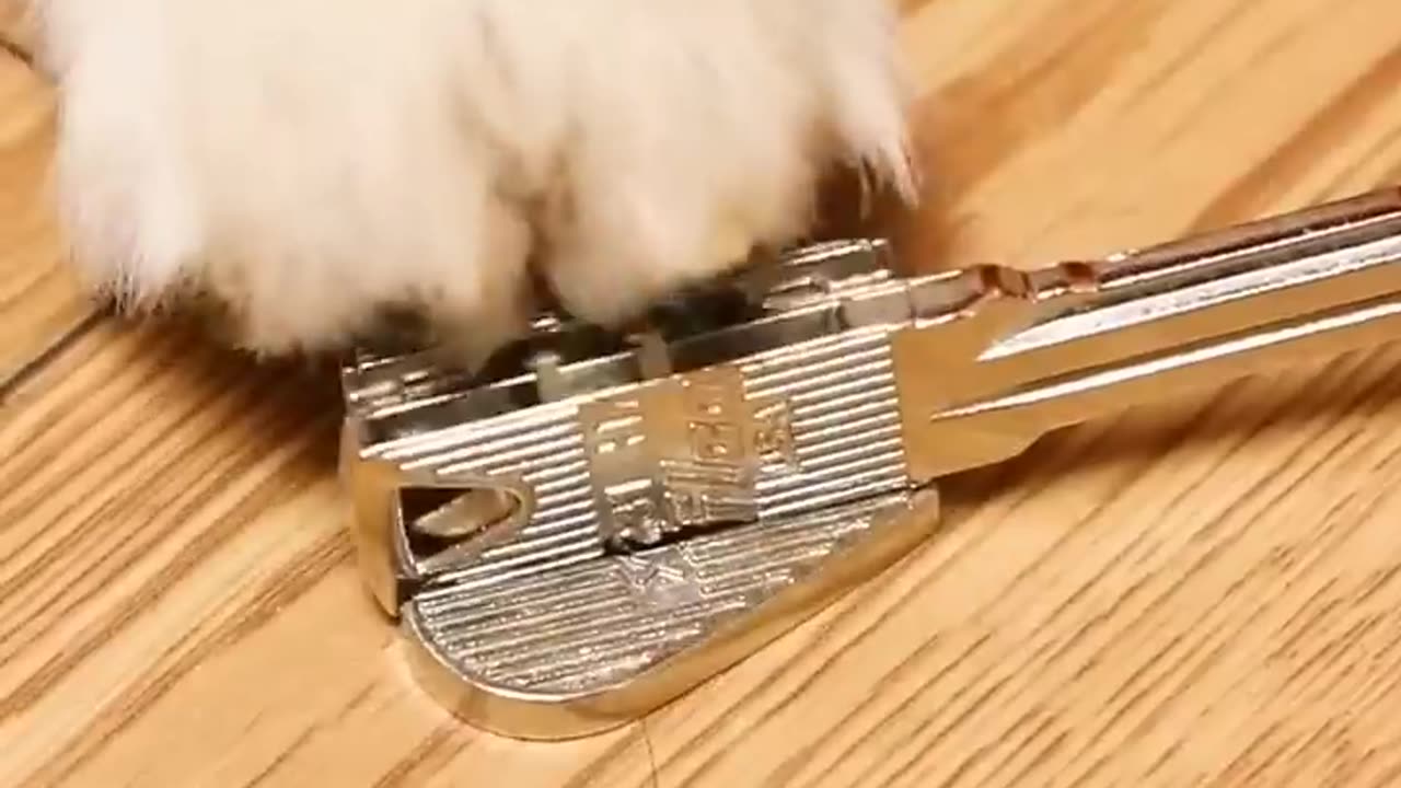 Another trick! Adorable Pet Debut Plan Hiromi Cute to Explosion Confusing Behavior Award Magic