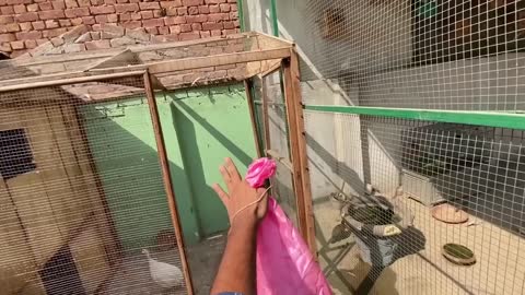 Green parrot ka Pair Ageap9