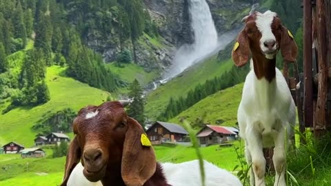 Nature, animals
