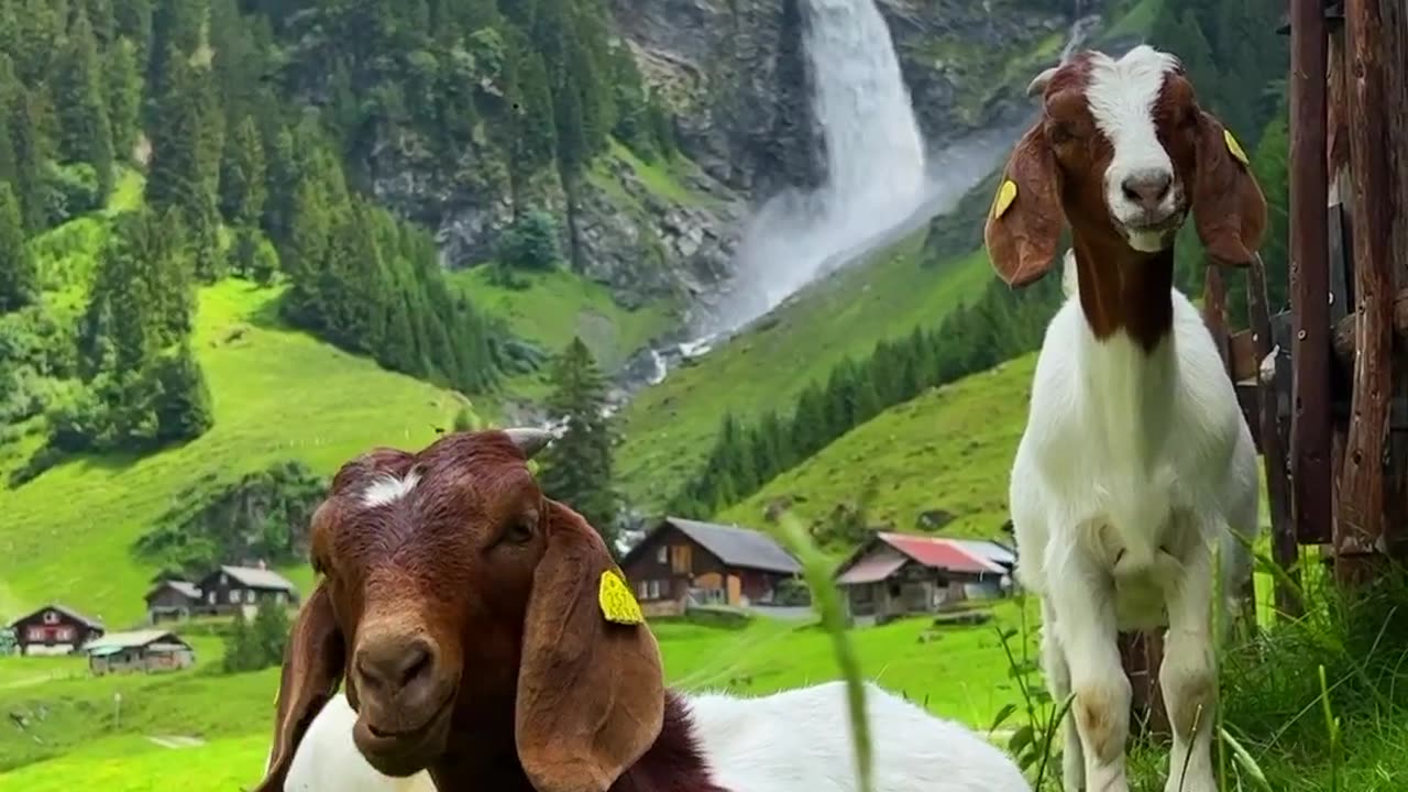 Nature, animals
