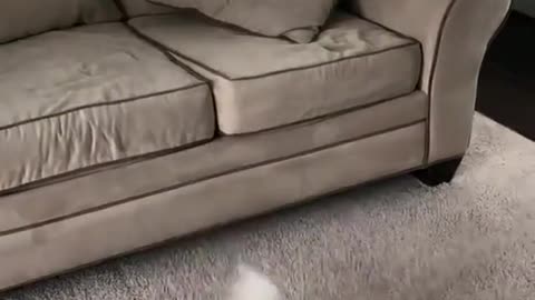 Clever boi