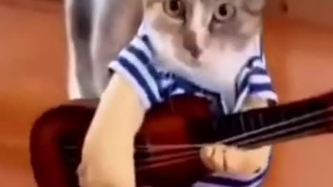 Guitarist Kitty 🤗🤣