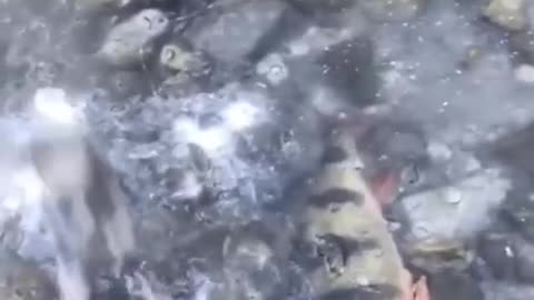 fish waking up in ice