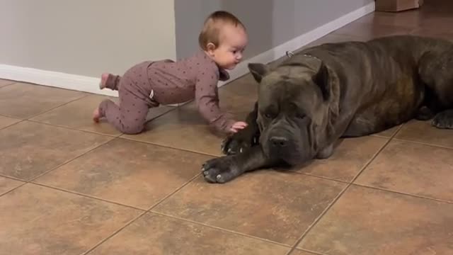 Cute Dog and Cute Baby play on floor