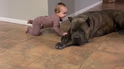 Cute Dog and Cute Baby play on floor