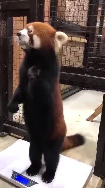 Raccoon standing and eating apples!!