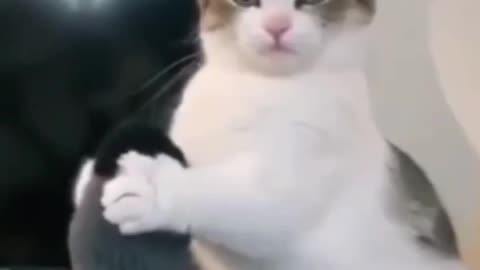 Funny Cat