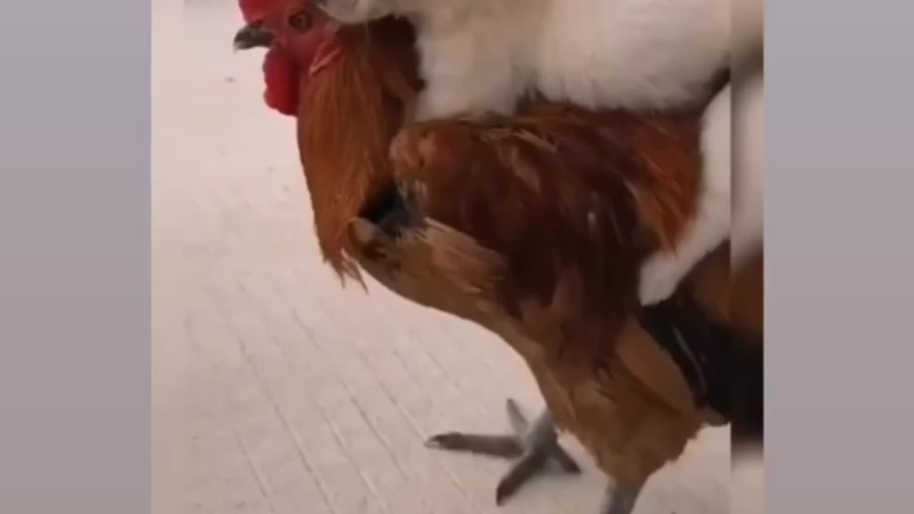 Dog and cock friendship