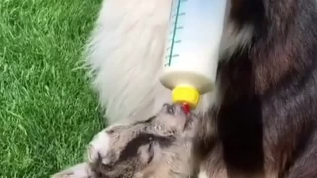 The sweet boy learned how to feed baby goat a bottle.