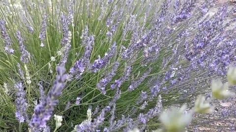 Lavender Harvest Day