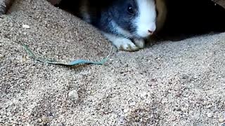 🐰💖🐇Adorable Baby Rabbits 🐇💖🐰