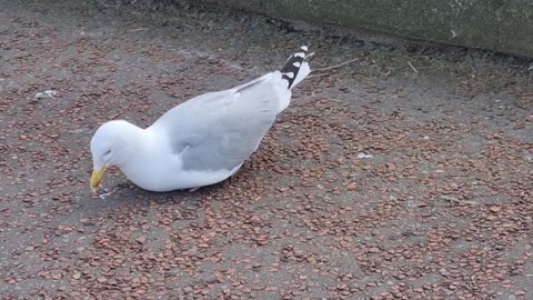 Some Herring Gulls Sheltering.