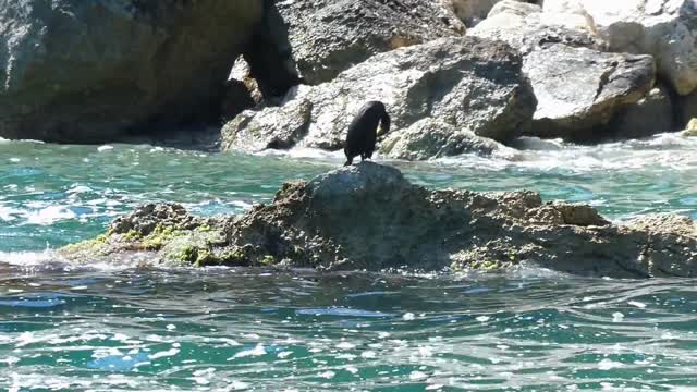 Seabirds on the shores