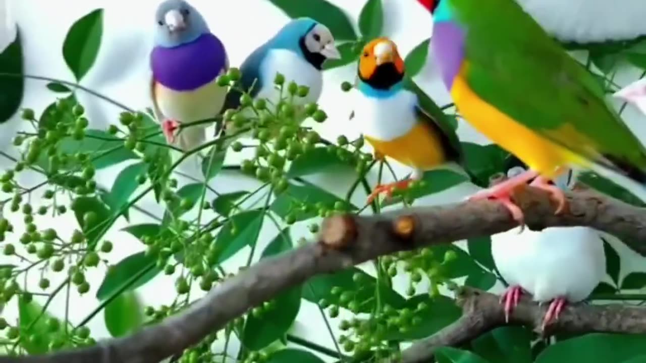 Colourfull birds