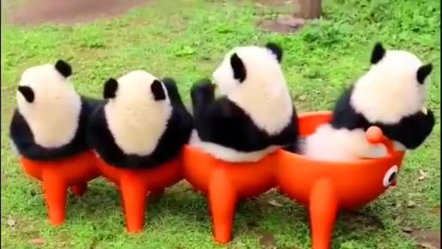 Fuuny Panda Video