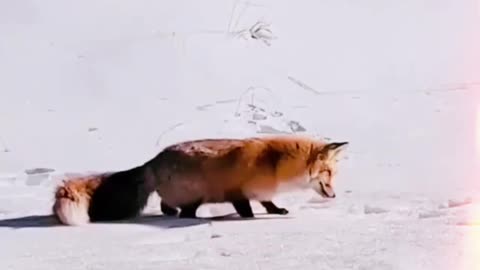 Diving for the meal in the snow