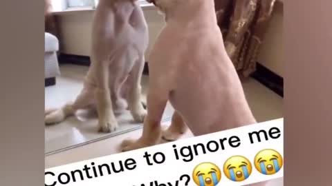 Funny 😂🤣 animal short video status dawnload