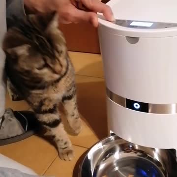 This kitten is helping her hooman to set up a feeder machine