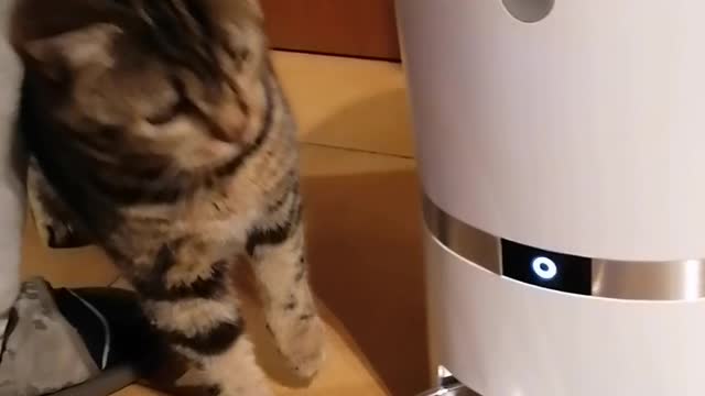 This kitten is helping her hooman to set up a feeder machine