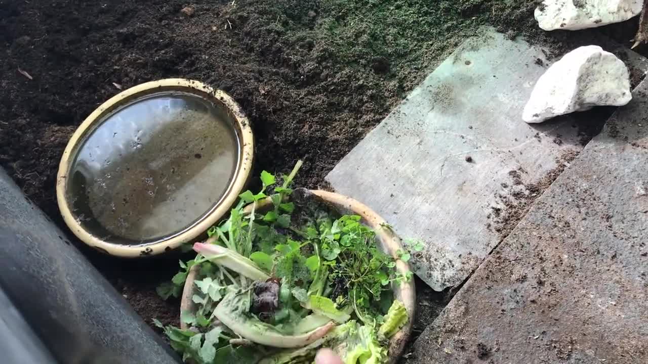 Indoor tortoise care for Mediterranean - pet setup enclosure tips - natural modern keeping methods17