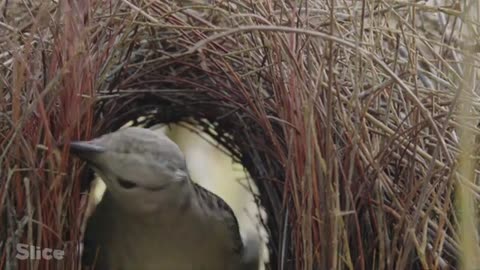 Impressive Nest-Building Skills of the Great Bowerbird