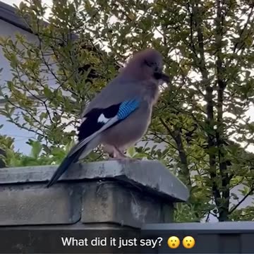 What did it just say ? 😄😂