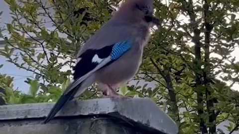 What did it just say ? 😄😂