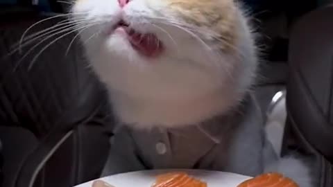 Are u hungry#foryou #funnyanimals #cat #kitty #salmon #tuna #chicken