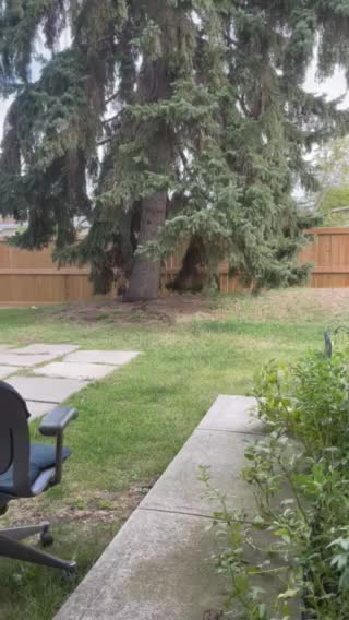 A baby squirrel under tree in front door garden