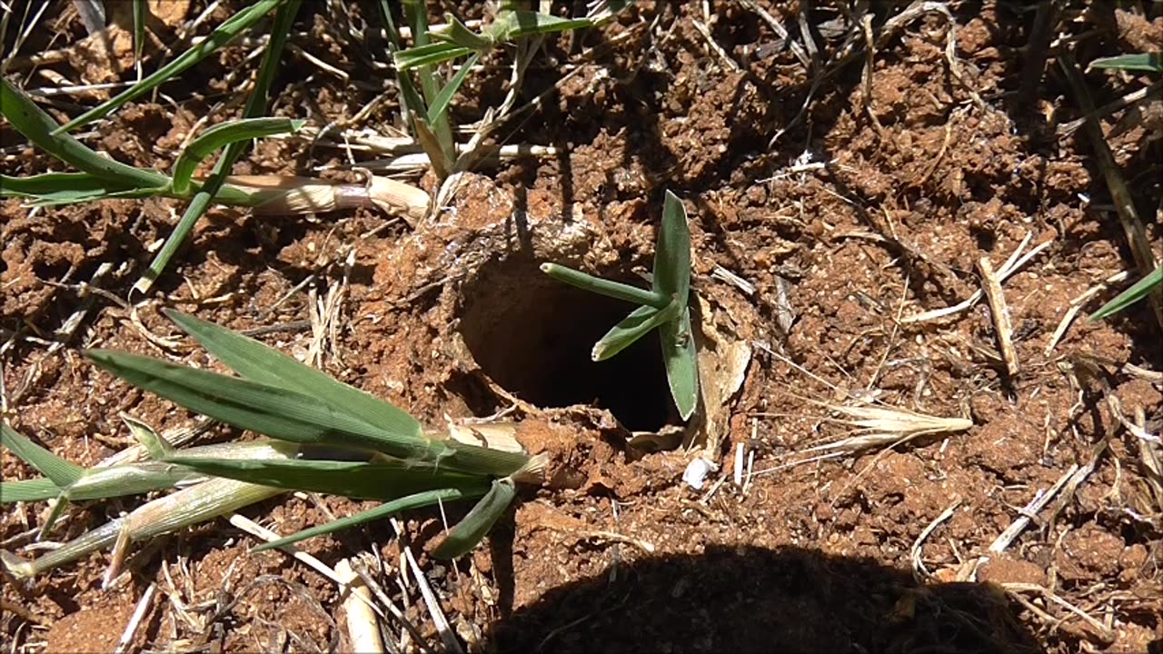 Wolf Spider Looking Good