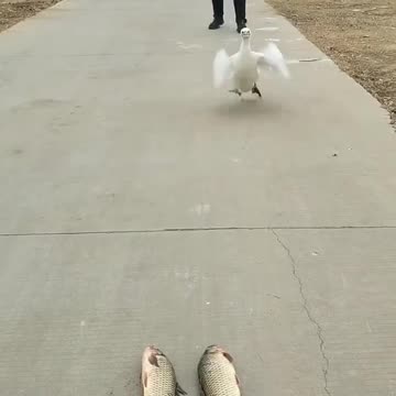 Nice video #অনেক সুন্দর ভিডিও