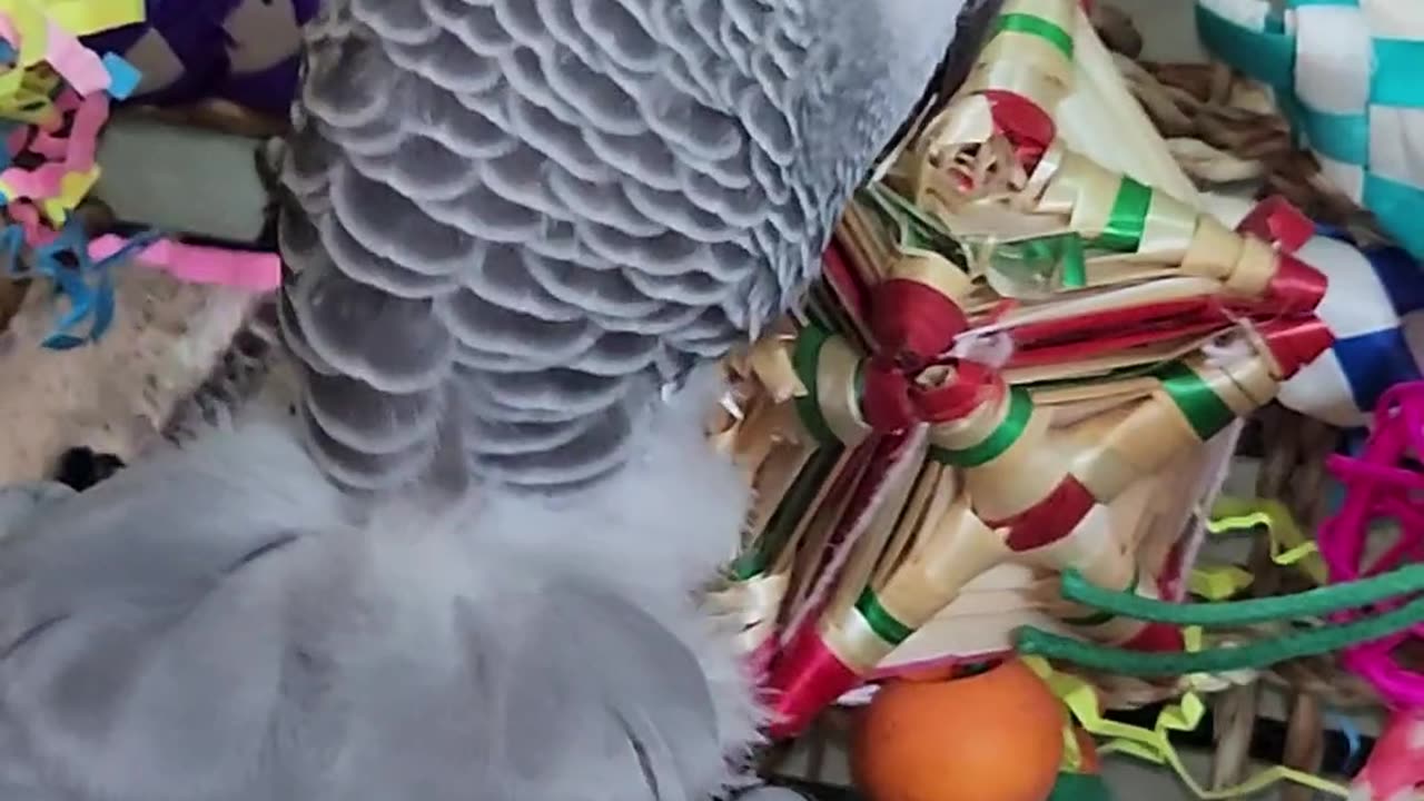 Parrot ASMR 🤣🤣