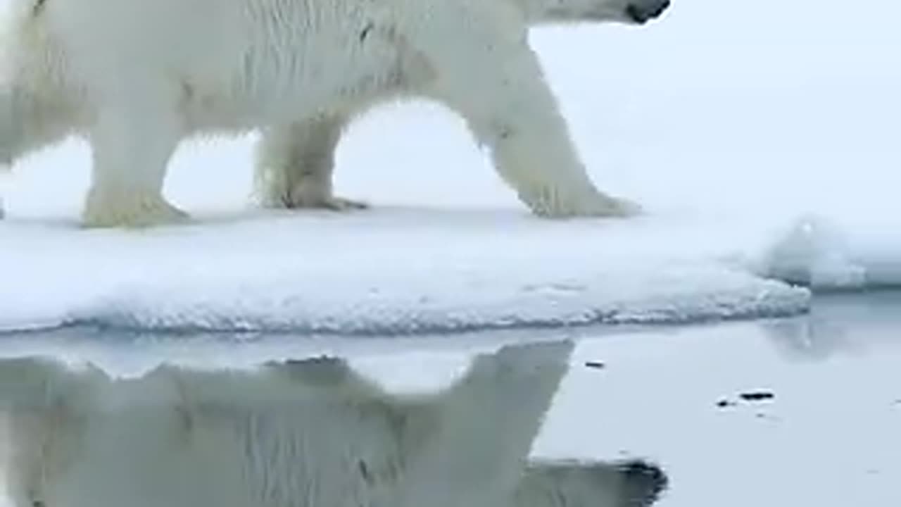 snow bears