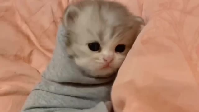Weak and helpless kittens